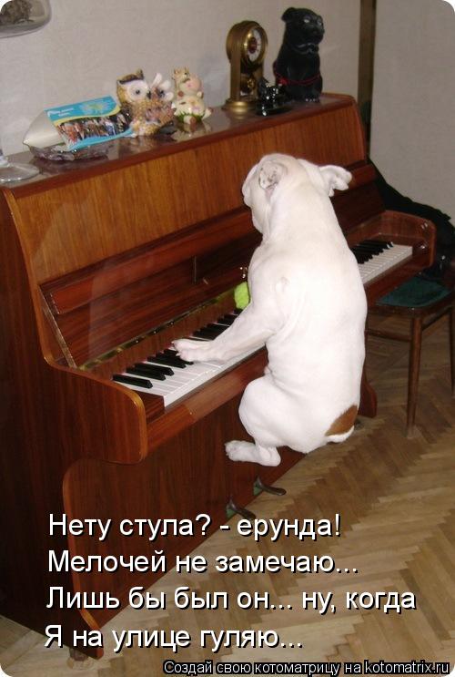 Нету стула? - ерунда! Мелочей не замечаю... Лишь бы был он... ну, когда Я на улице гуляю...... Котоматрица: Нету стула? - ерунда! Мелочей не замечаю... Лишь бы был он... ну, когда Я на улице гуляю...