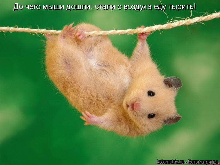 До чего мыши дошли: стали с воздуха еду тырить!... Котоматрица: До чего мыши дошли: стали с воздуха еду тырить!