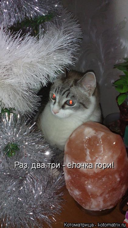 Раз, два,три - ёлочка гори!... Котоматрица: Раз, два,три - ёлочка гори!
