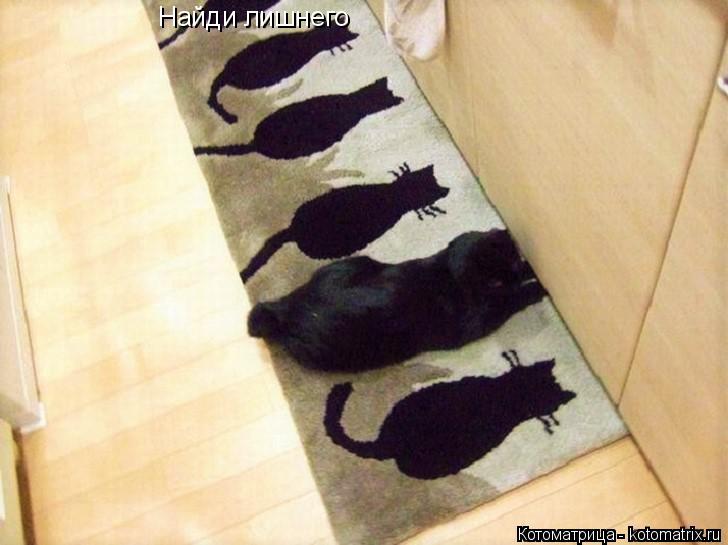 Найди лишнего... Котоматрица: Найди лишнего