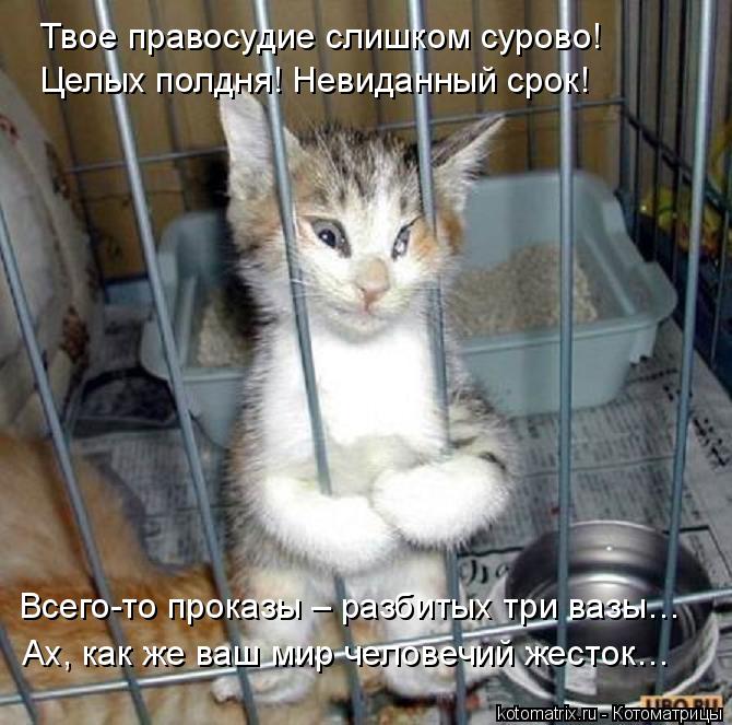 Целых полдня! Невиданный срок! Всего-то проказы – разбитых три вазы… Ах, как же ваш мир человечий жес... Котоматрица: Целых полдня! Невиданный срок! Всего-то проказы – разбитых три вазы… Ах, как же ваш мир человечий жесток… Твое правосудие слишком сурово!