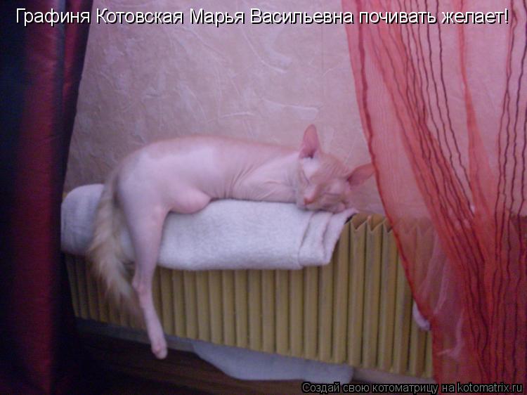 Графиня Котовская Марья Васильевна почивать желает!... Котоматрица: Графиня Котовская Марья Васильевна почивать желает!
