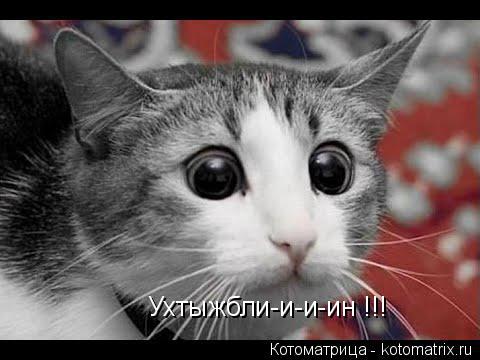 Ухтыжбли-и-и-ин !!!... Котоматрица: Ухтыжбли-и-и-ин !!!