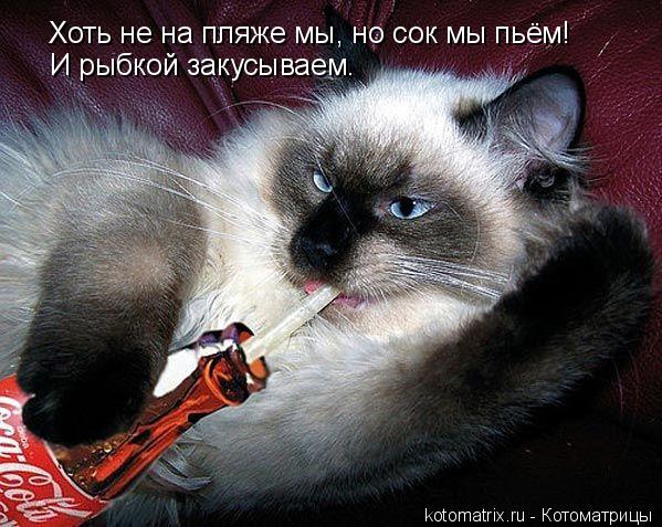 Хоть не на пляже мы, но сок мы пьём! И рыбкой закусываем.... Котоматрица: Хоть не на пляже мы, но сок мы пьём! И рыбкой закусываем.