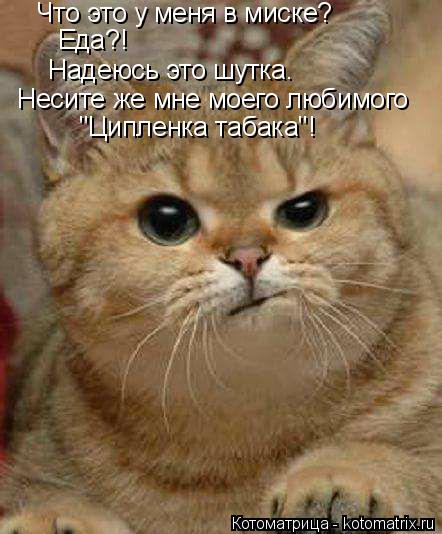 Что это у меня в миске? Еда?! Надеюсь это шутка. Несите же мне моего любимого "Ципленка табака"!... Котоматрица: Что это у меня в миске? Еда?! Надеюсь это шутка. Несите же мне моего любимого "Ципленка табака"!