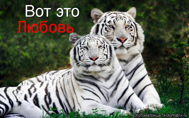 Вот это Любовь... Котоматрица: Вот это Любовь