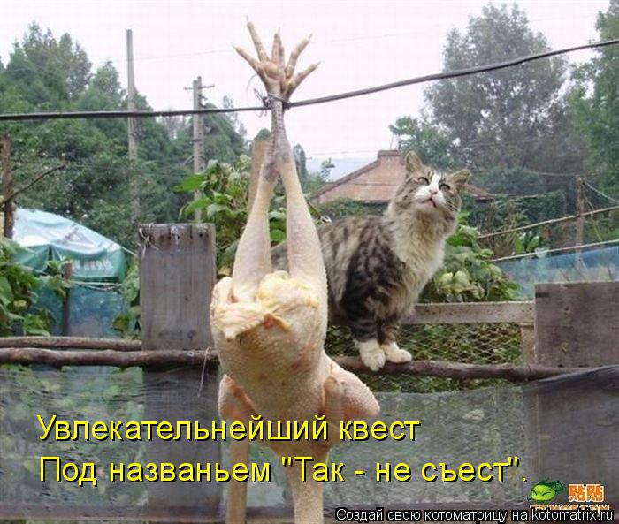 Увлекательнейший квест Под названьем "Так - не съест".... Котоматрица: Увлекательнейший квест Под названьем "Так - не съест".