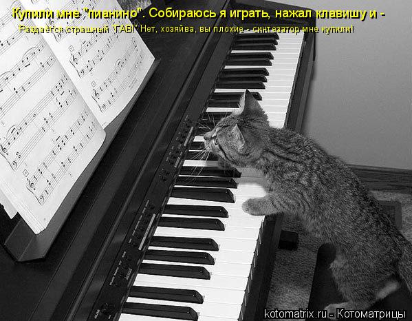Купили мне "пианино". Собираюсь я играть, нажал клавишу и - Раздаётся страшный "ГАВ!" Нет, хозяйва, в... Котоматрица: Купили мне "пианино". Собираюсь я играть, нажал клавишу и - Раздаётся страшный "ГАВ!" Нет, хозяйва, вы плохие - синтезатор мне купили!