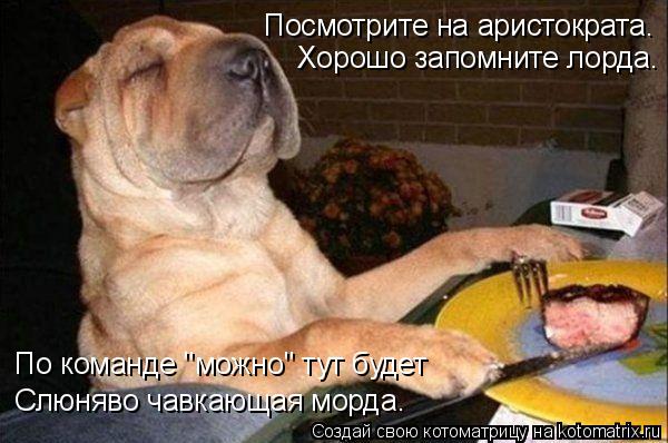 Посмотрите на аристократа. Хорошо запомните лорда. Слюняво чавкающая морда. По команде "можно" тут бу... Котоматрица: Посмотрите на аристократа. Хорошо запомните лорда. Слюняво чавкающая морда. По команде "можно" тут будет