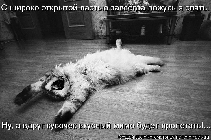 С широко открытой пастью завсегда ложусь я спать. Ну, а вдруг кусочек вкусный мимо будет пролетать!..... Котоматрица: С широко открытой пастью завсегда ложусь я спать. Ну, а вдруг кусочек вкусный мимо будет пролетать!...