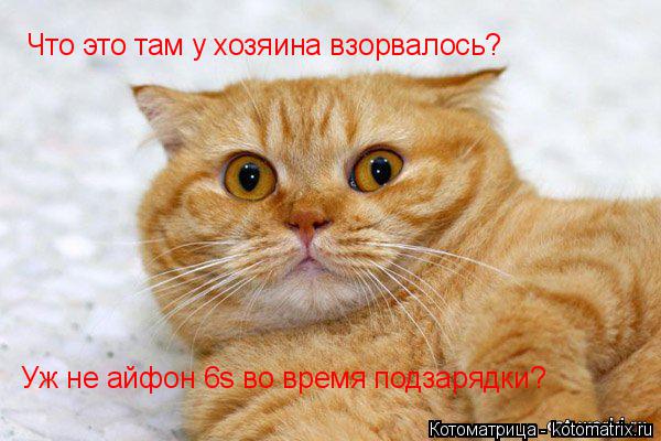 Что это там у хозяина взорвалось? Уж не айфон 6s во время подзарядки?... Котоматрица: Что это там у хозяина взорвалось? Уж не айфон 6s во время подзарядки?