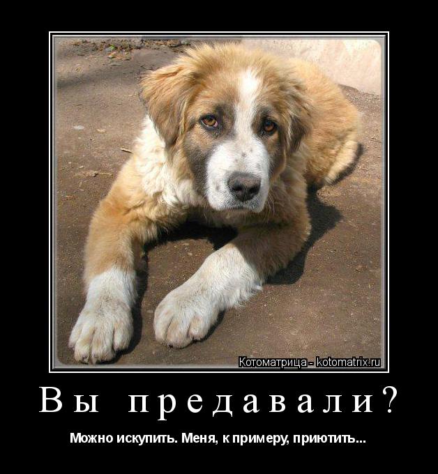 Вы предавали? Можно искупить. Меня, к примеру, приютить...... Котоматрица: Вы предавали? Можно искупить. Меня, к примеру, приютить...