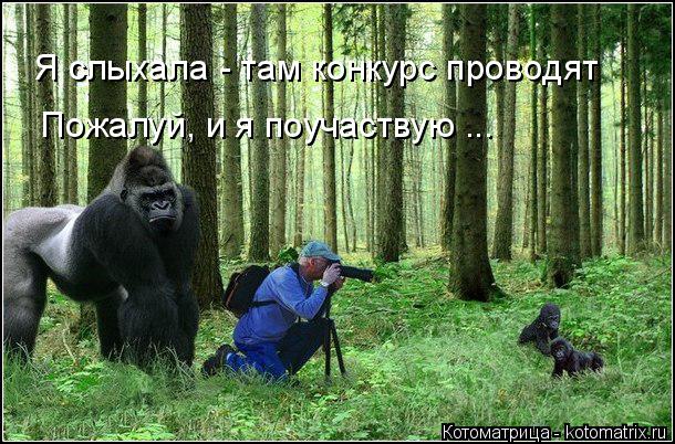 Я слыхала - там конкурс проводят Пожалуй, и я поучаствую ...... Котоматрица: Я слыхала - там конкурс проводят Пожалуй, и я поучаствую ...