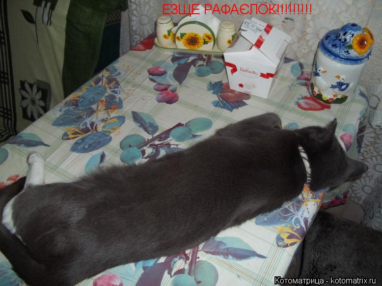 ЕЗЩЕ РАФАЄЛОК!!!!!!!!!... Котоматрица: ЕЗЩЕ РАФАЄЛОК!!!!!!!!!