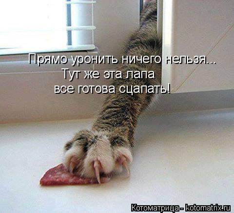 Прямо уронить ничего нельзя... Тут же эта лапа все готова сцапать!... Котоматрица: Прямо уронить ничего нельзя... Тут же эта лапа все готова сцапать!
