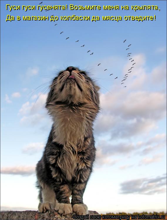 Гуси гуси гусенята! Возьмите меня на крылята, Да в магазин до колбаски да мясца отведите!... Котоматрица: Гуси гуси гусенята! Возьмите меня на крылята, Да в магазин до колбаски да мясца отведите!