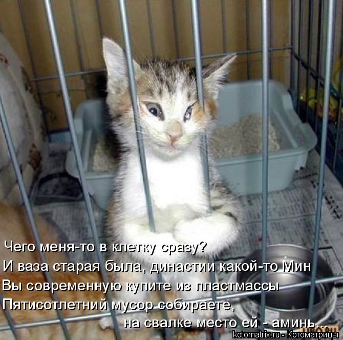 Чего меня-то в клетку сразу? И ваза старая была, династии какой-то Мин Вы современную купите из пласт... Котоматрица: Чего меня-то в клетку сразу? И ваза старая была, династии какой-то Мин Вы современную купите из пластмассы Пятисотлетний мусор собираете, на