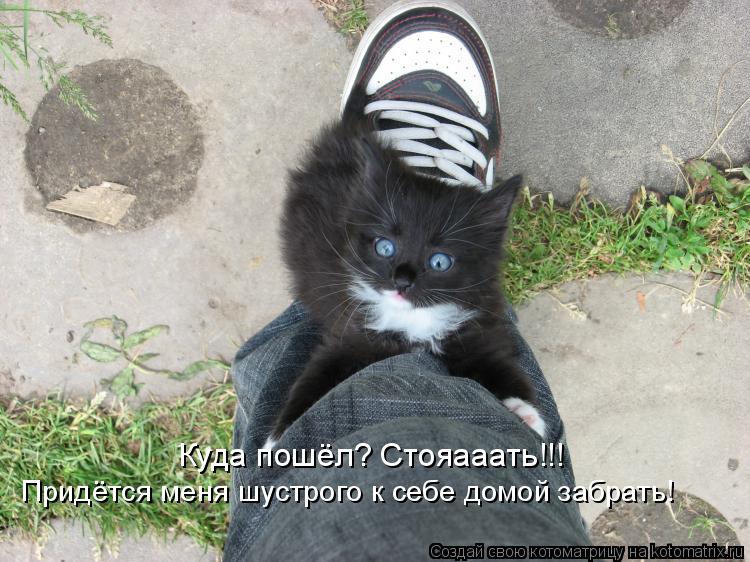 Куда пошёл? Стояааать!!! Придётся меня шустрого к себе домой забрать!... Котоматрица: Куда пошёл? Стояааать!!! Придётся меня шустрого к себе домой забрать!