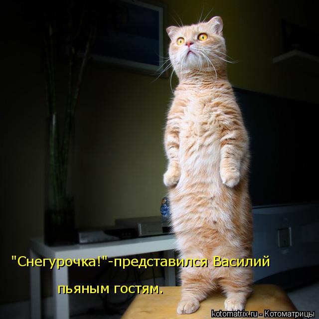 "Снегурочка!"-представился Василий пьяным гостям.... Котоматрица: "Снегурочка!"-представился Василий пьяным гостям.