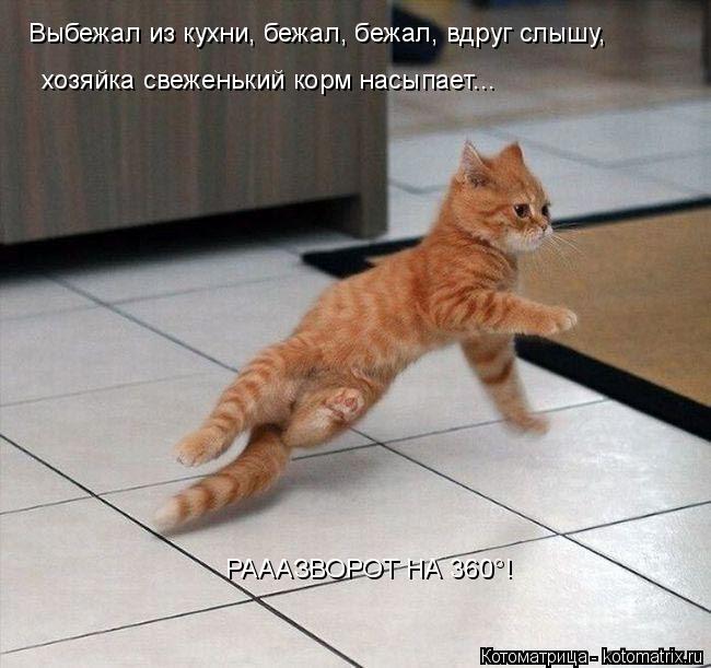 Выбежал из кухни, бежал, бежал, вдруг слышу, хозяйка свеженький корм насыпает... РАААЗВОРОТ НА 360°!... Котоматрица: Выбежал из кухни, бежал, бежал, вдруг слышу, хозяйка свеженький корм насыпает... РАААЗВОРОТ НА 360°!