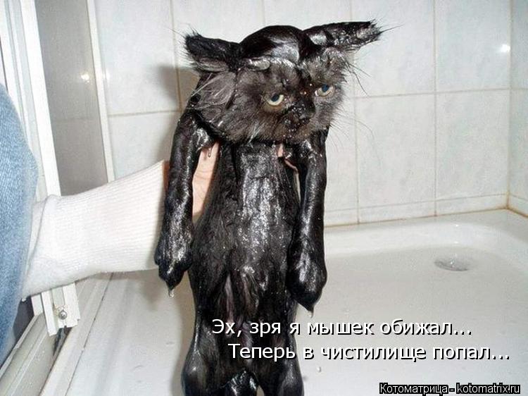 Эх, зря я мышек обижал... Теперь в чистилище попал...... Котоматрица: Эх, зря я мышек обижал... Теперь в чистилище попал...