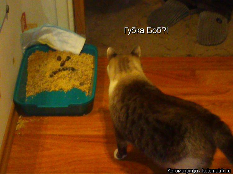 Губка Боб?!... Котоматрица: Губка Боб?!