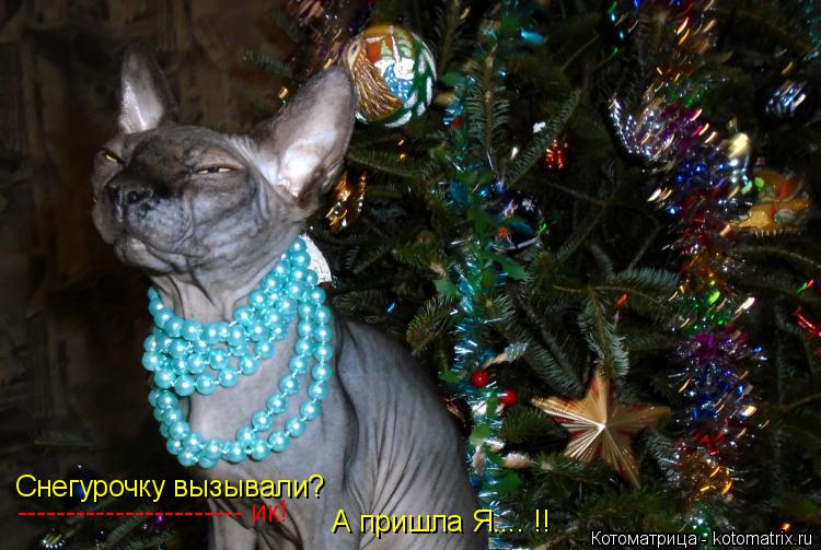 Снегурочку вызывали? ----------------------- ик! А пришла Я.... !!... Котоматрица: Снегурочку вызывали? ----------------------- ик! А пришла Я.... !!