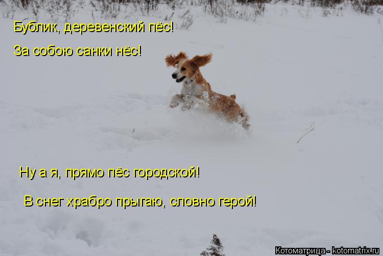 За собою санки нёс! Бублик, деревенский пёс! Ну а я, прямо пёс городской! В снег храбро прыгаю, словн... Котоматрица: За собою санки нёс! Бублик, деревенский пёс! Ну а я, прямо пёс городской! В снег храбро прыгаю, словно герой!