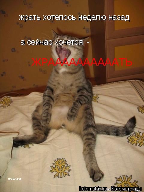 жрать хотелось неделю назад а сейчас хочется - ЖРААААААААААТЬ... Котоматрица: жрать хотелось неделю назад а сейчас хочется - ЖРААААААААААТЬ