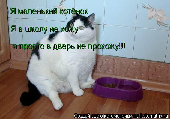 Я маленький котёнок Я в школу не хожу я просто в дверь не прохожу!!!... Котоматрица: Я маленький котёнок Я в школу не хожу я просто в дверь не прохожу!!!