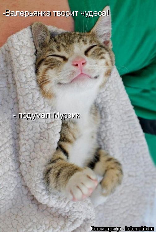 -Валерьянка творит чудеса! - подумал Мурзик... Котоматрица: -Валерьянка творит чудеса! - подумал Мурзик