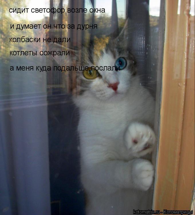 сидит светофор возле окна и думает он что за дурня колбаски не дали котлеты сожрали а меня куда подал... Котоматрица: сидит светофор возле окна и думает он что за дурня колбаски не дали котлеты сожрали а меня куда подальше послали