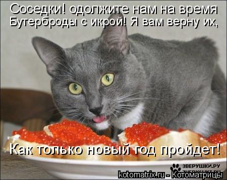 Соседки! одолжите нам на время Бутерброды с икрой! Я вам верну их, Как только новый год пройдет!... Котоматрица: Соседки! одолжите нам на время Бутерброды с икрой! Я вам верну их, Как только новый год пройдет!