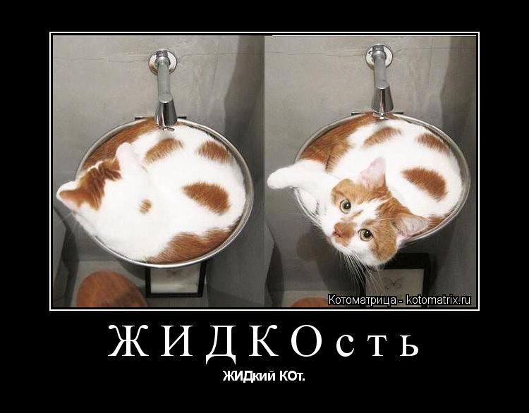 Котоматрица: ЖИДКОсть ЖИДкий КОт.