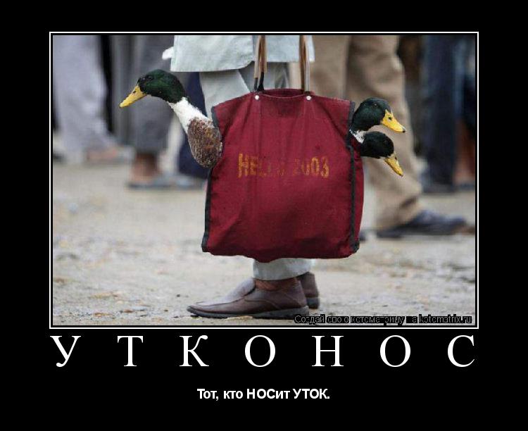 Котоматрица: У Т К О Н О С Тот, кто НОСит УТОК.