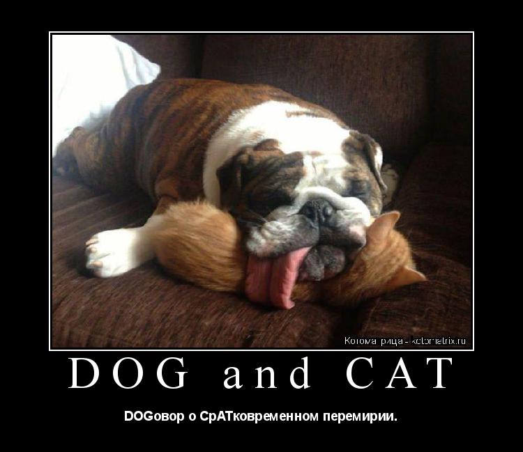 Котоматрица: DOG and CAT DOGовор о CрATковременном перемирии.