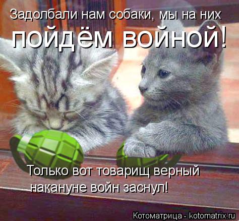 Котоматрица: Задолбали нам собаки, мы на них пойдём войной! Только вот товарищ верный накануне войн заснул!