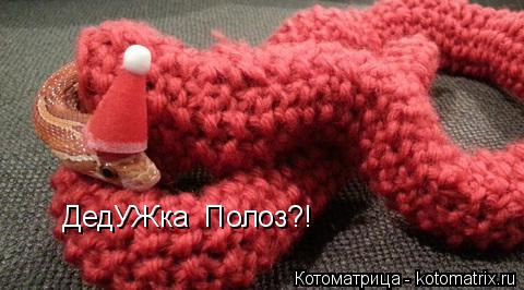 Котоматрица: ДедУЖка  Полоз?!