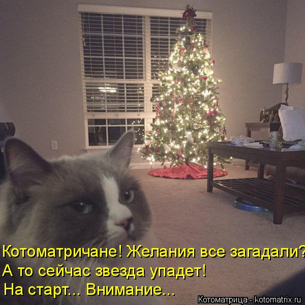 Котоматрица: Котоматричане! Желания все загадали? А то сейчас звезда упадет! На старт... Внимание...