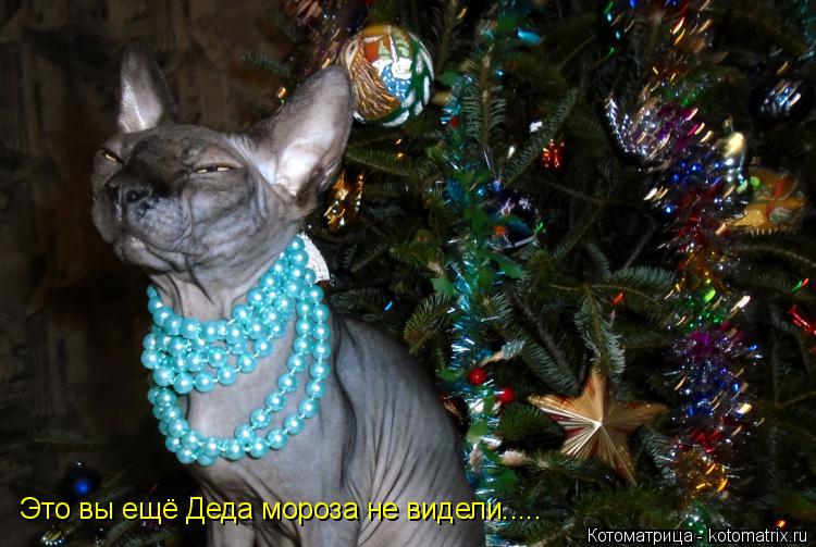 Котоматрица: Это вы ещё Деда мороза не видели.....