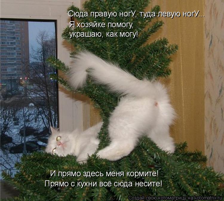 Котоматрица: Сюда правую ногУ, туда левую ногУ... Я хозяйке помогу,  украшаю, как могу! И прямо здесь меня кормите! Прямо с кухни всё сюда несите!