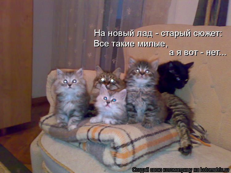 Котоматрица: На новый лад - старый сюжет: а я вот - нет... Все такие милые,