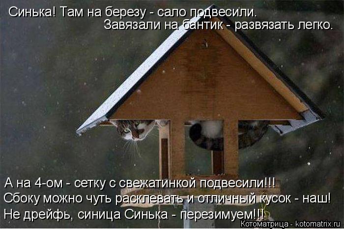 Котоматрица: Синька! Там на березу - сало подвесили. Завязали на бантик - развязать легко. А на 4-ом - сетку с свежатинкой подвесили!!! Сбоку можно чуть раскл