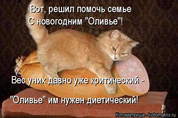 Котоматрица: Вот, решил помочь семье  С новогодним "Оливье"! Вес уних давно уже критический -   "Оливье" им нужен диетический!