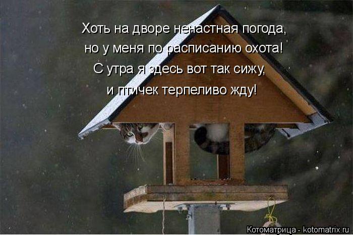 Котоматрица: Хоть на дворе ненастная погода, но у меня по расписанию охота! С утра я здесь вот так сижу, и птичек терпеливо жду!
