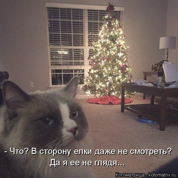 - Что? В сторону елки даже не смотреть? Да я ее не глядя...... Котоматрица: - Что? В сторону елки даже не смотреть? Да я ее не глядя...