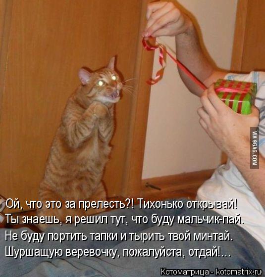 Котоматрица: Ой, что это за прелесть?! Тихонько открывай! Ты знаешь, я решил тут, что буду мальчик-пай. Не буду портить тапки и тырить твой минтай. Шуршащую 
