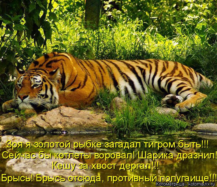 Котоматрица: Зря я золотой рыбке загадал тигром быть!!!  Сейчас бы котлеты воровал! Шарика дразнил! Кешу за хвост дергал!!! Брысь! Брысь отсюда, противный п