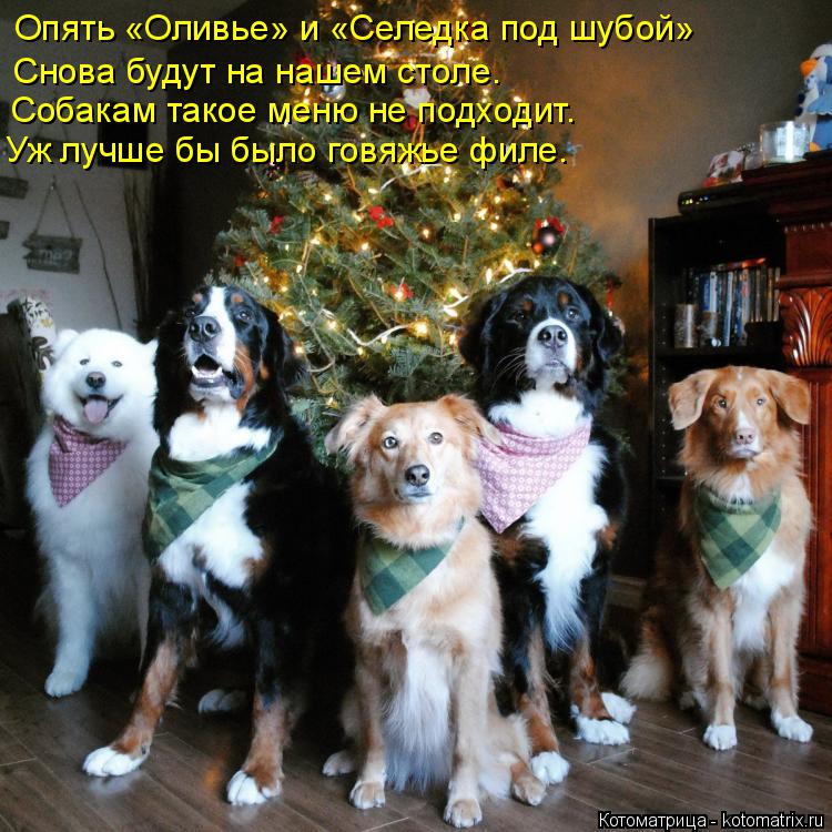 Котоматрица: Опять «Оливье» и «Селедка под шубой» Снова будут на нашем столе. Уж лучше бы было говяжье филе. Собакам такое меню не подходит.