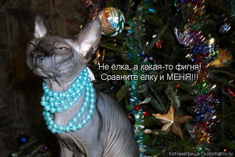 Котоматрица: Не ёлка, а какая-то фигня! Сравните ёлку и МЕНЯ!!!
